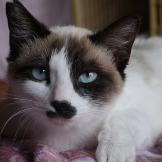 シャム模様ブルーの目の女の子ワッフル