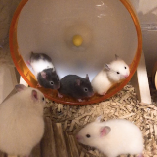 キンクマアイボリー里親募集