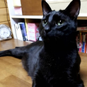 甘えん坊の黒猫ピースくん！