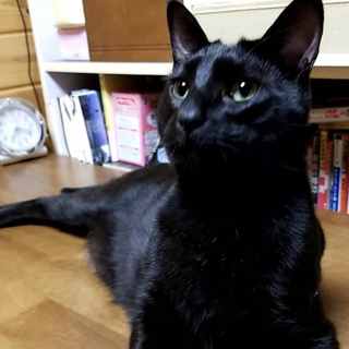 甘えん坊の黒猫ピースくん！