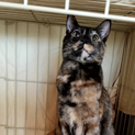 サビ猫アンちゃん！