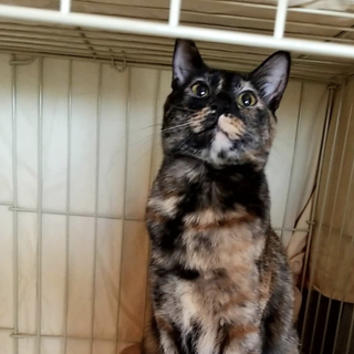 サビ猫アンちゃん！