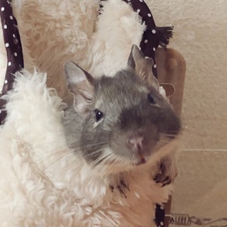 6月5日で1歳になるブルーデグー