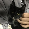 子猫里親さん募集