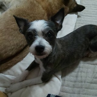 里親さん、決定しました。ありがとうございます！