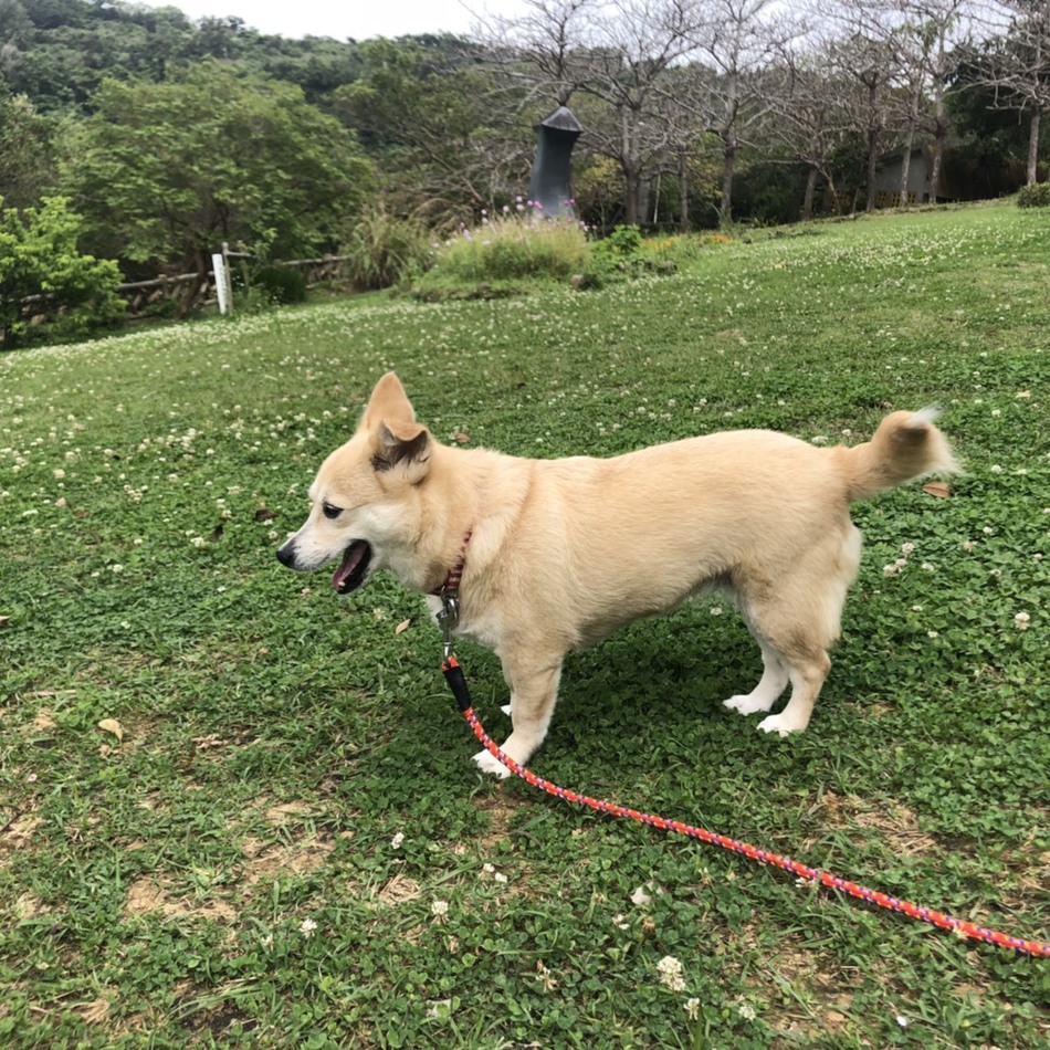 こむぎ（ チェリー）のカバー写真