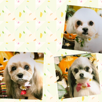 toffee