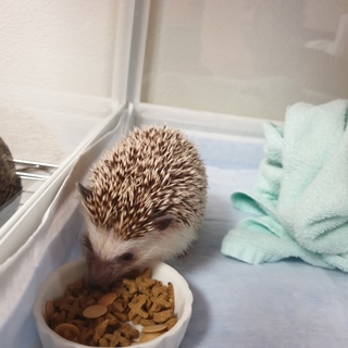 （ソルトアンドペッパー）ハリネズミの里親募集  