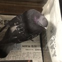 弱っていたハト