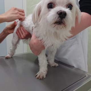 トライアル決定マルチ男の子