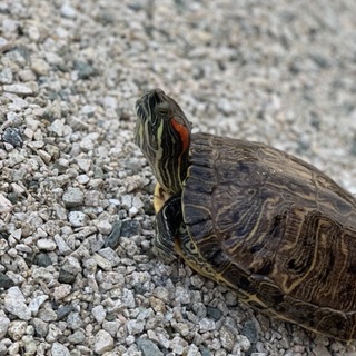 ミドリガメの里親さんが決定いたしました。