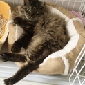 性格はなまる◎落ち着いた大人猫のぽんちゃん♀