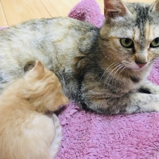 お試しホームステイ可★人慣れした親子猫【保護猫】