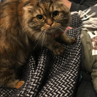 スコティッシュフォールド