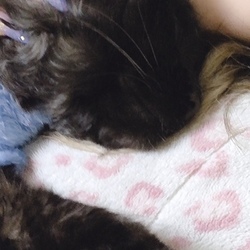 オレオの状況報告ですっ。