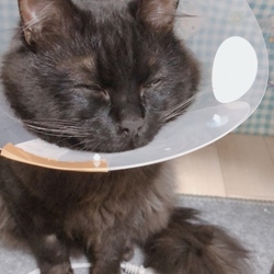 「オレオの状況報告ですっ。」サムネイル3