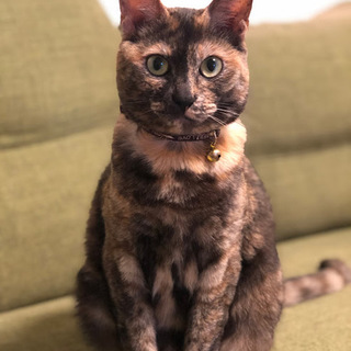 性格花まる！とっても飼いやすい若いメスの猫です！