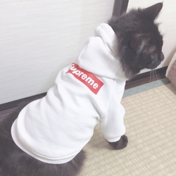 冬の写真でお気に入り。オレオくん。