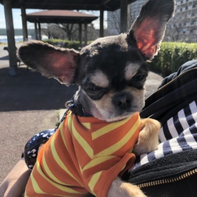 しょうちゃみのカバー写真