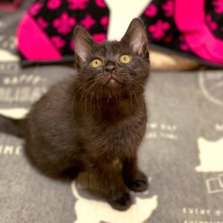 小野小町（仮）生後2ヶ月半女の子