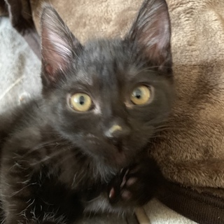 紫式部（仮）生後2ヶ月半女の子