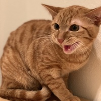 チャオ