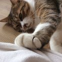 人懐っこい性格でスリスリゴロゴロ大好き
