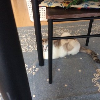 ザ・猫な性格のツンデレかわい子ちゃん