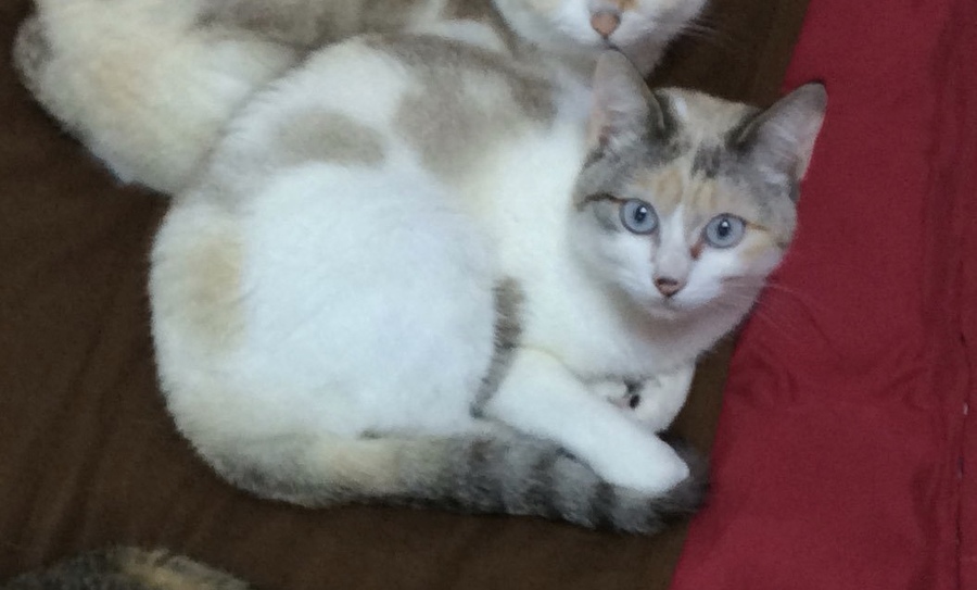 ザ・猫な性格のツンデレかわい子ちゃん サムネイル2