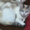 ザ・猫な性格のツンデレかわい子ちゃん サムネイル2