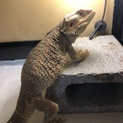 フトアゴの里親募集