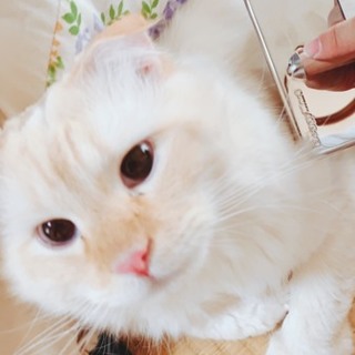 募集一時中止してます！甘えんぼの可愛い子です