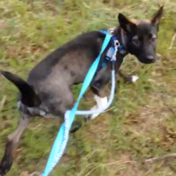 4ヶ月10kgそして初一人散歩☆