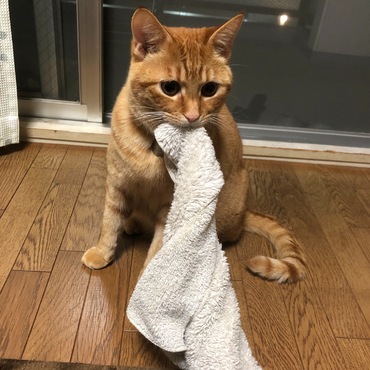 このタオルは僕のもの(｀・ω・´)