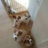 子犬2ヶ月半 サムネイル2