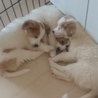 子犬2ヶ月半 サムネイル3