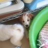 子犬2ヶ月半 サムネイル5