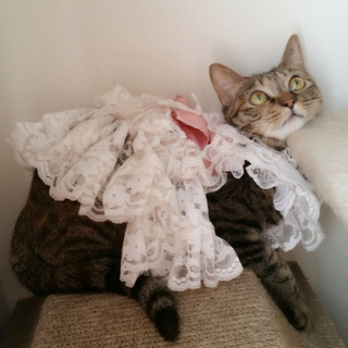 【5/26東銀座】ベンガル猫風の祈ちゃん