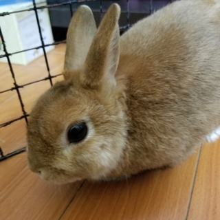 ネザーランドドワーフ5歳の里親募集