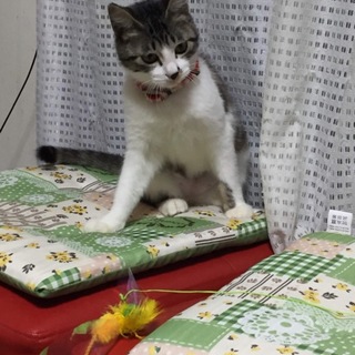 仲良し姉妹にずっとのお家探し