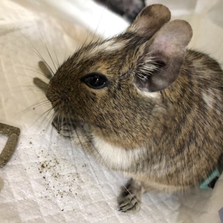 パイドのデグーメスの里親募集！