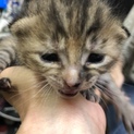 2週間程度の子猫ちゃん
