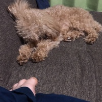 風太