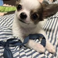 ちゃお