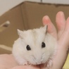 きなこもち