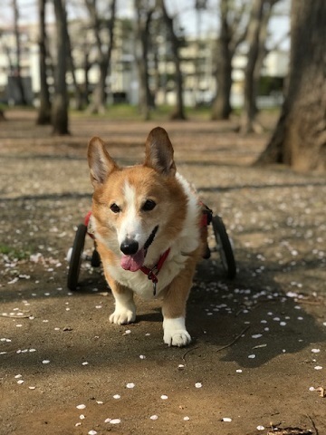 Dm発症しています 12 千葉県 犬の里親募集 258647 ペットのおうち 月間利用者150万人