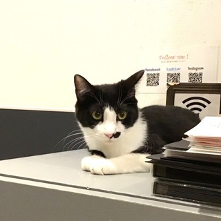 【糸】遊ぶの大好き！元気いっぱいハチワレの男の子