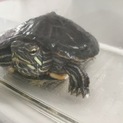 ミドリガメ 