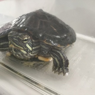 ミドリガメ 