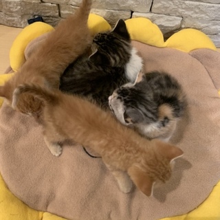 急募  子猫 三毛猫  雌 募集